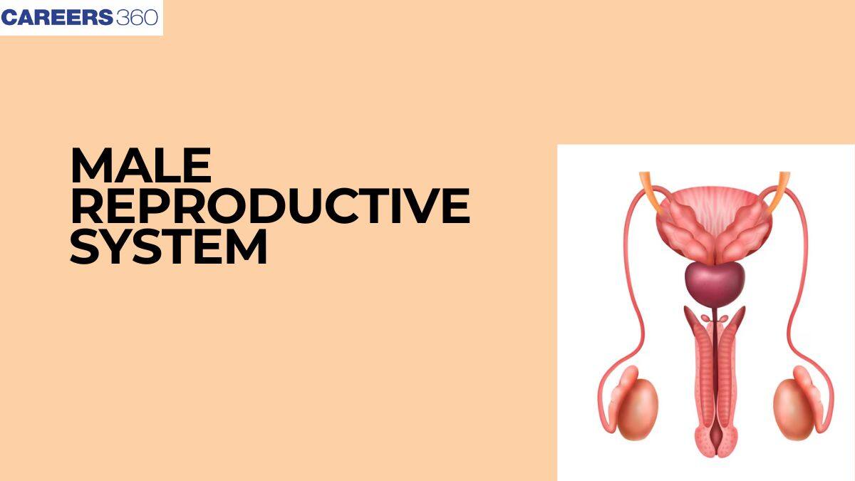 The Male Reproductive System: Organs, Structure, Function